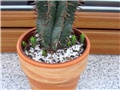 Euphorbia horrida